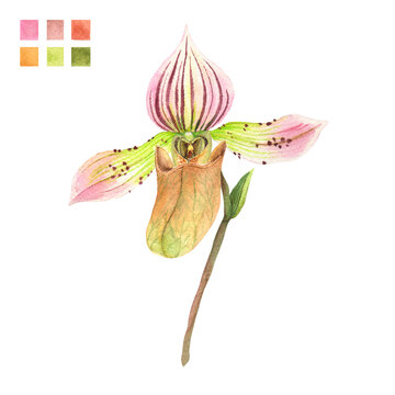 Watercolor plant portrait Philippine flora Paphiopedilum acmonduntum slipper orchid