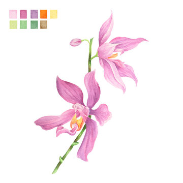 Watercolor plant portrait Philippine flora Phalaenopsis pulchra orchid stem of flowers