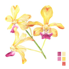 Watercolor plant portrait Philippine flora Vanda ustii orchid stem of flowers © Anina Rubio