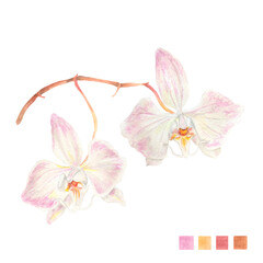 Fototapeta na wymiar Watercolor plant portrait Philippine flora Phalaenopsis sanderiana orchid stem of flowers
