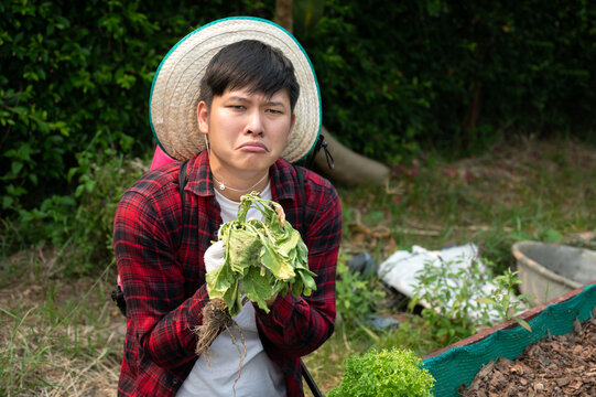 Sad Young farmer holding GREEN plants  wither,infected by fungal disease plant. Upset gardener man holds deseased vegetable picking harvest.