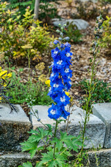Cluster Of Blue Flowers