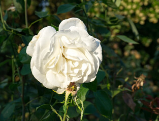 White Rose Detail Photo 2