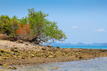 Tree and rock with background  is mountain and blue sky