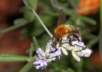 Bee on a blossom 