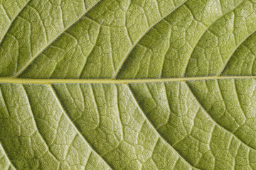 green leaf texture