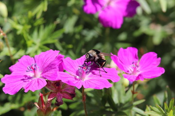 Fly on a Flower