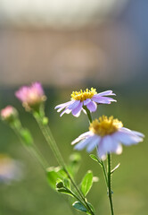 Obraz premium Close-up view of the daisies in the garden