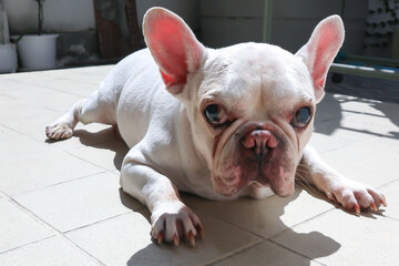 white French bulldog  or lie down French bulldog ,sleepy dog or sunbathe dog