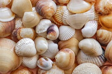 sea shells background