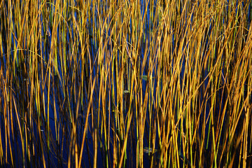 close up of dry reed