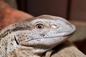 bearded dragon lizard