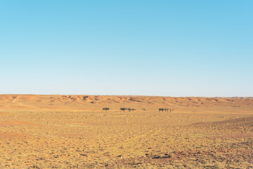 Fototapeta na wymiar a desert landscape