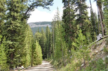 Mountain Road through the Forest