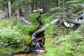 Mountain Forest with Stream