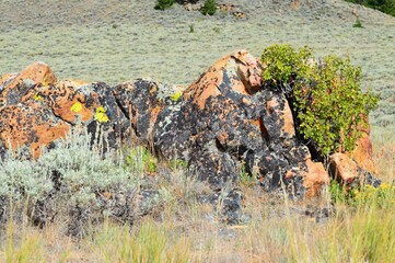 Rocks in a Mountain Sagebrush Meadow