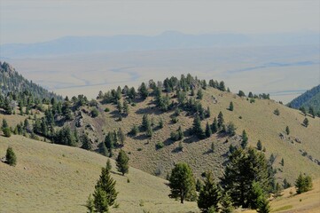 Mountain Hill with Trees