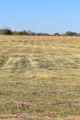 Mowed Hay Grass in a Farm Field