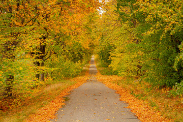 Gęsto zarośnięta i zasłonięta liśćmi leśna droga jesienną porą © Adrian White