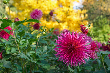 Obraz premium Dark pink Dahlia Autumn trees
