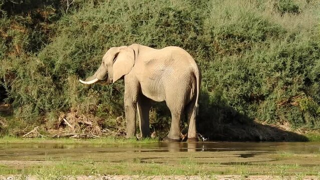 Desert elephant grazes on the riverbank