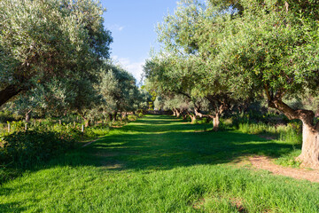 Fototapeta na wymiar Olivos en un parque de Palma de Mallorca (Islas Baleares, España).