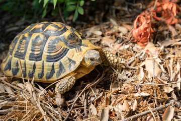 Tortuga mediterránea terrestre (Testudo hermanni) en un campo de Mallorca (Islas Baleares, España). Tortuga de tierra vista de perfil. Fauna de Mallorca.