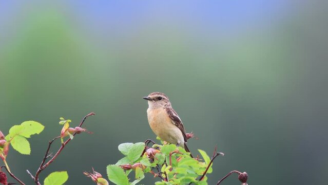 Closeup of a Whinchat bird standing on a wooden branch on a blurry background