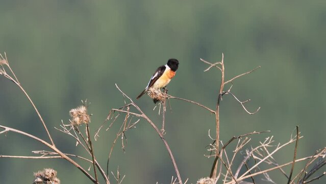 Closeup shot of a European Stonechat bird standing on a wooden branch