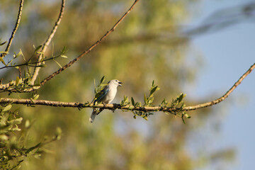 white backed shrike