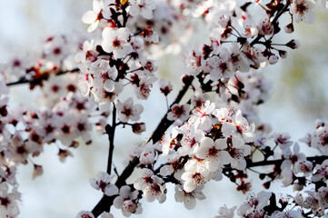 Blooming branches of an apricot tree