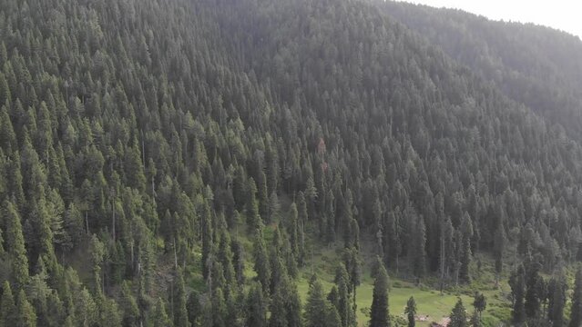 Himalayan blue pine tree on mountains drone footage 