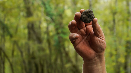 Truffle hunter shows black truffle that has just been dug up 