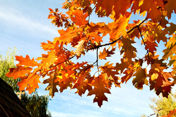 in the photo beautiful autumn leaves on the oak