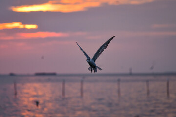 Obraz premium seagull in flight