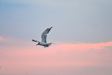 seagull in flight