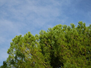 green pine tree