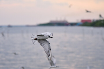 snowy egret in flight