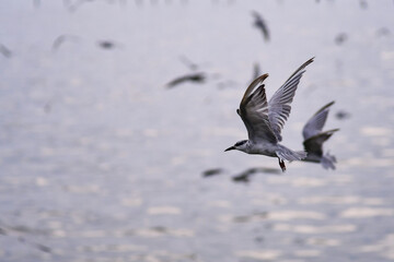 goose in flight