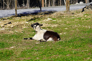 Fototapeta premium A picture of a lying peacock goat black and white