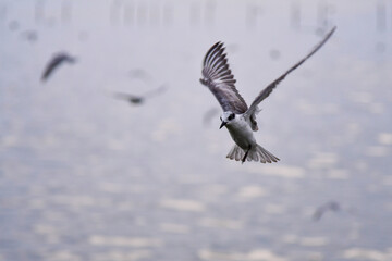 seagull in flight