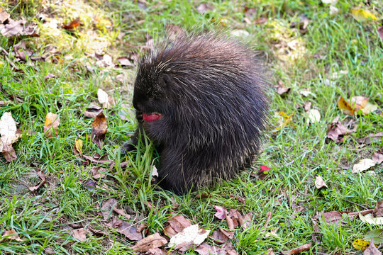 A picture of a north american porcupine eating