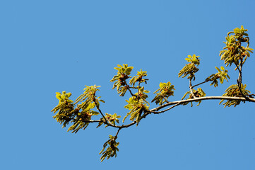 Mature catkins of a flowering plant in spring. Most of the flowering plants are pollinated by the wind.