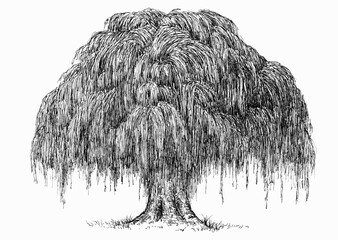Hand drawn willow in sketch style isolated on white background. Monochrome tall big tree. Vintage artistic design art illustration. - obrazy, fototapety, plakaty