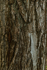 wooden background pattern for crafts or abstract art texture