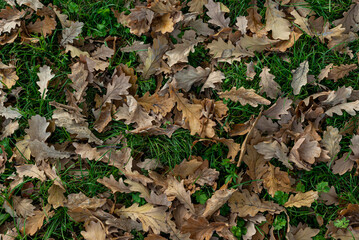 Wet fallen oak leaves with water drops on ground in forest.