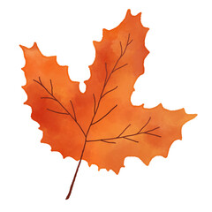 Fototapeta premium watercolor autumn leaf isolated on background with clipping path. red crimson, orange and golden autumn colors, the leaf of the maple, used as design element.