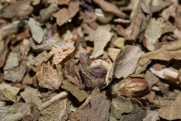 Dried basil close-up.