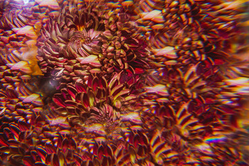 Flower through a prism. Kaleidoscope effect.