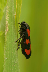 Vertical closeup on a colorful Red-and-black Froghopper , Cercopis vulnerata against a green background